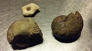 Goniatite Fossils found on the shores of Lough Allen (Slieve Anierin)
