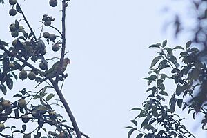 Gray-headed Parakeet Khonoma Nagaland India October 2018