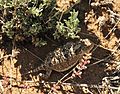 Greater short-horned lizard on Seedskadee National Wildlife Refuge (27558656089)