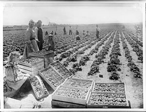 Group of strawberry pickers in a strawberry field in Bell, California, ca.1910 (CHS-1130)