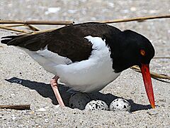 Haematopus palliatus-nest eggs