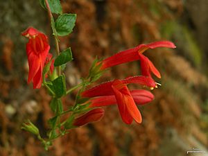 Heart-leaf Penstemon (4776487534).jpg