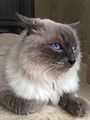 Himalayan Male Cat 5 years Old Lilac Point