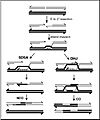 Homologous Recombination