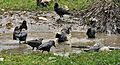 House Crows (Corvus splendens) bathing in Kolkata I IMG 4324