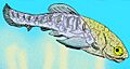 Incisoscutum ritchei