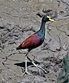 Jacana spinosa -Palo Verde National Park, Costa Rica-8