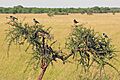 Lamprotornis superbus, Western Serengeti 3