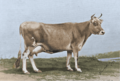 Lily Flagg Color