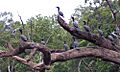 Little Black Cormorants, Shoalhaven River