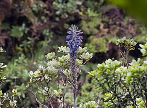 Lobelia hypoleuca (kuhi'aikamo'owahie) in bloom (5121813377).jpg
