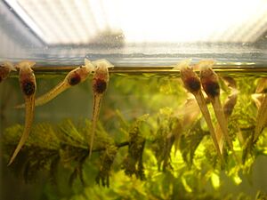 Long-nosed Horned Frog tadpoles CAS 2