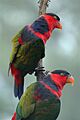 Lorius lory -two on a branch