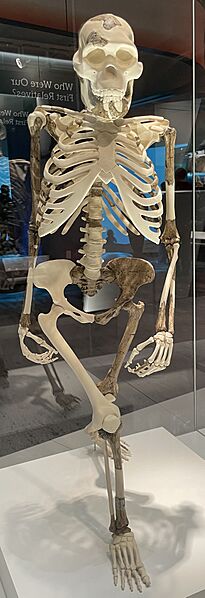 Lucy cast front view CMNH