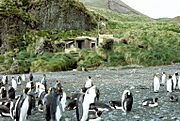 MacquarieIslandGreenGORGE