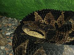 Mano-de-piedra.Central-American-jumping-pitviper.(Atropoides-nummifer-mexicanus)