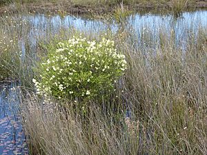 Melaleuca preissiana (habit)