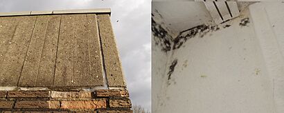 Moldy Housecorner both Sides