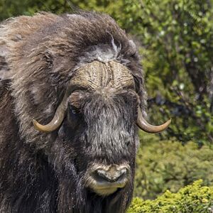 Muskox (Ovibos moschatus) male Dovrefjell 3