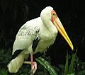 Myteria cinerea, a Milky Stork (12645271324)
