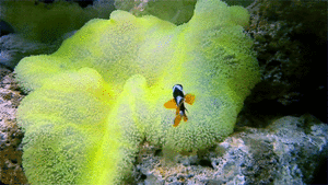 Nemo clown fish 1