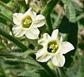 Nicotiana obtusifolia flower