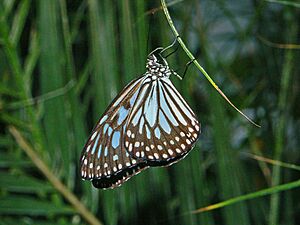 Nymphalidae - Ideopsis vulgaris macrina.