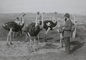 Ostrich farm, Whitford, ca 1900