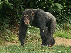 Pan troglodytes (male)
