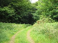 Pathway into Binning Wood - geograph.org.uk - 1376789