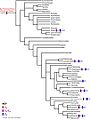 Phenotypic-landscape-inference-reveals-multiple-evolutionary-paths-toC4-photosynthesis-elife00961fs002