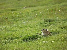 Plateau pika Xining China 2016