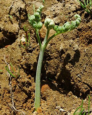 Pteridium aquilinum 2005 spring 001