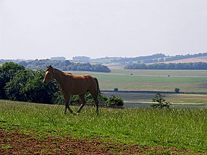 Race Horse Paddock on Farmland at Kingwood Stud - geograph.org.uk - 25902