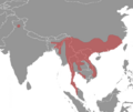 Range Rhizomys pruinosus