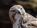 Red-tailed hawk in Central Park (24796)