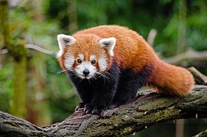 Red Panda (25193861686)