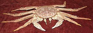 Red rock crab, Plagusia chabrus