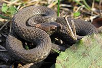 Redbelly Snake - Storeria occipitomaculata occipitomaculata.jpg
