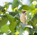 Regulus Ignicapilla Singing with Crest