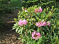 Rhododendron-catawbiense