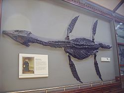 Rhomaleosaurus & Mary Anning plaque NHM