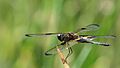 Rhyothemis phyllis lateral (34490601896)