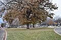 Robert Noble Park (1)