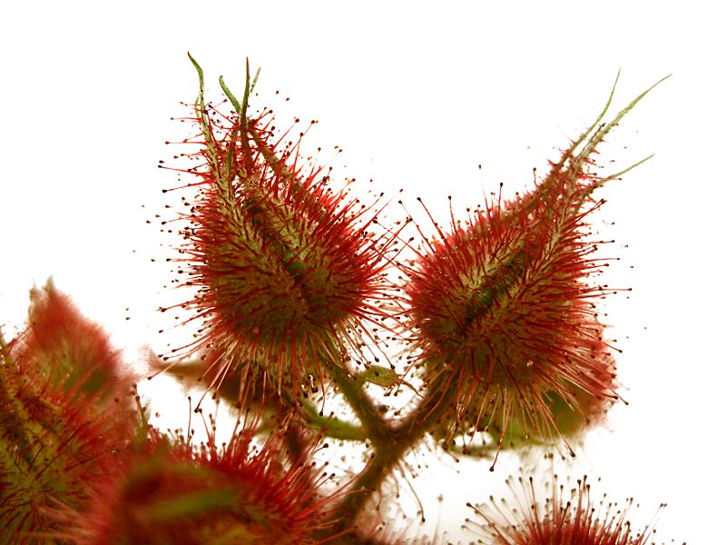Rubus phoenicolasius - Wineberry