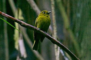 Sapayoa aenigma, Nusagandi, Panama.jpg