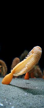 Sea pen2