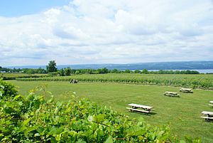 Seneca Lake vineyards