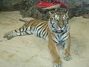 Siberian-Amur Tiger at Lansing Potter Park Zoo