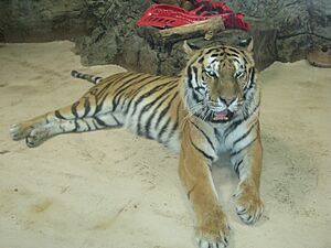 Siberian-Amur Tiger at Lansing Potter Park Zoo
